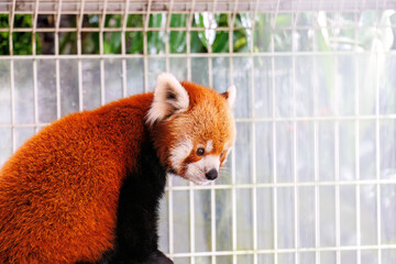 可愛いレッサーパンダ（パンダ科）。
英名学名：Lovely red panda (Ailurus...