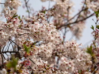 散り始めた公園の桜