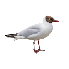 A black-headed gull standing gracefully, showing its red legs and beak, isolated on a white background for a clean and detailed view.