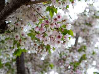 散り始めた公園の桜