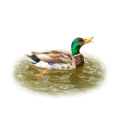 A vibrant male mallard duck swimming on green water, mouth open as if quacking, isolated on white background.