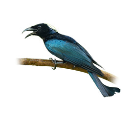 A glossy Hair-crested Drongo with curved beak perched on a branch, calling out with beak open, isolated on white background with clear feather details.