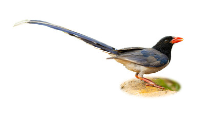 A striking Red-billed Blue Magpie with a long tail and bright red beak perched on a rock, isolated on a white background.