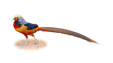 A stunning male Chinese pheasant with vibrant plumage and an extremely long tail standing on the ground, isolated on white background.
