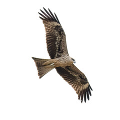 A majestic Black-eared Kite soaring in the sky with wings fully stretched, captured in mid-flight against a clean white background.