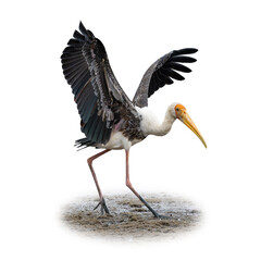 A large Painted Stork with wings spread wide, long yellow beak, and slender legs walking on wet ground, isolated on a white background.