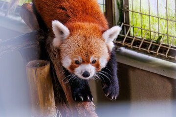可愛いレッサーパンダ（パンダ科）。
英名学名：Lovely red panda (Ailurus...