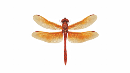 a dragonfly with orange wings on a transparent background, PNG image, PNG file, Generative art.
