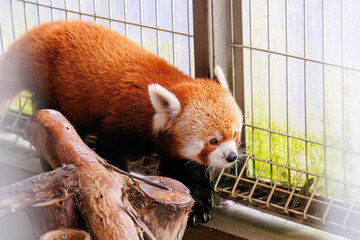 可愛いレッサーパンダ（パンダ科）。
英名学名：Lovely red panda (Ailurus...