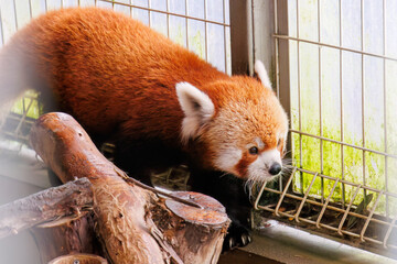 可愛いレッサーパンダ（パンダ科）。
英名学名：Lovely red panda (Ailurus...