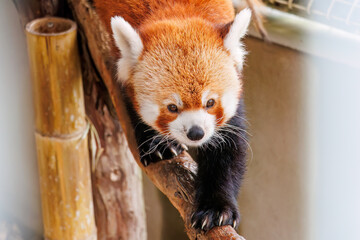 可愛いレッサーパンダ（パンダ科）。
英名学名：Lovely red panda (Ailurus...