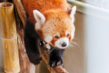 可愛いレッサーパンダ（パンダ科）。
英名学名：Lovely red panda (Ailurus...