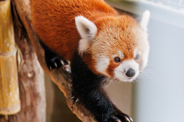 可愛いレッサーパンダ（パンダ科）。
英名学名：Lovely red panda (Ailurus...