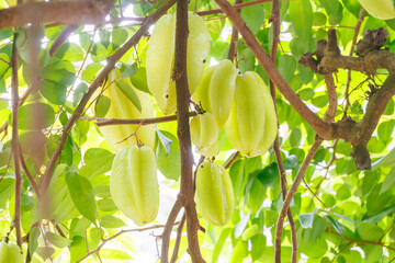 大きなスターフルーツ（カタバミ科）の木。
英名学名：Large starfruit tree...