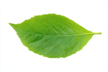 Single green leaf close up isolated on white background