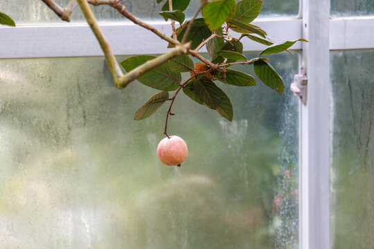 グアバ（フトモモ科）の木。
英名学名：Guava tree (Psidium guajava, family Prunus persica).
静岡県賀茂郡熱川-2025年
