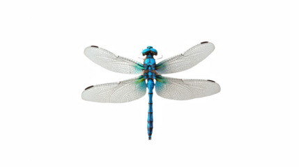 a blue dragonfly on a transparent background, PNG image, PNG file, Generative art.