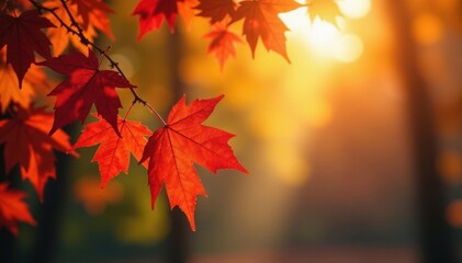 Fototapeta premium Vibrant fall leaves swirl, branches silhouetted against bokeh sky , fall, light, scenic