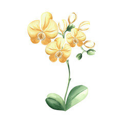 Yellow orchid flowers on branch with leaves and buds watercolor illustration isolated. Tropical blooming plant for design of spring jungle. Hand drawn phalaenopsis twig in realistic botanical style.