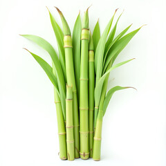Sugarcane arranged neatly, cutout stalks and leaves, clean white background, high-resolution isolated image