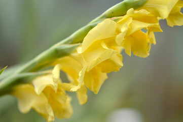 Fototapeta premium yellow blooming gladiolus in the garden close up