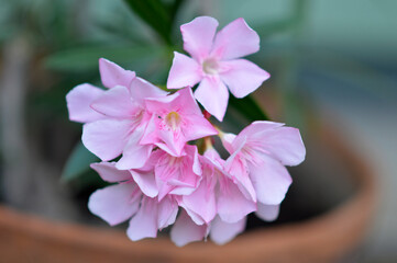 branch of blooming oleander close up