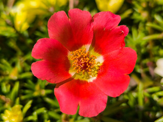 colorful blooming portulaca flowers, moss rose, in the garden