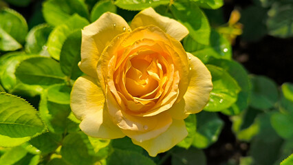 colorful blooming roses in the garden