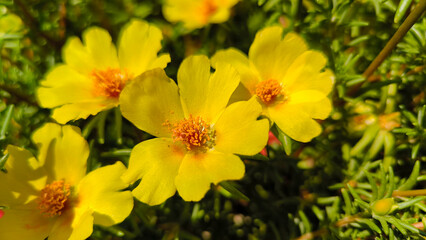 colorful blooming portulaca flowers, moss rose, in the garden