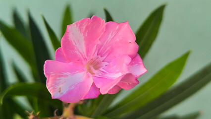 branch of blooming oleander close up