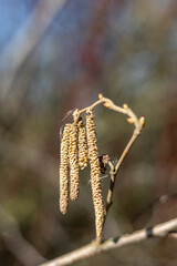 Catkins of a hazelnut bush (Corylus avellana) hanging from branch on blurred background