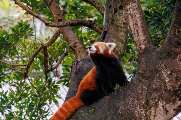 可愛いレッサーパンダ（パンダ科）。
英名学名：Lovely red panda (Ailurus...