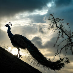 bird on the sky background