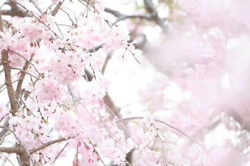 開花したピンク色のシダレザクラのアップ