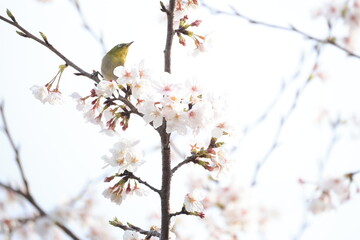 白色のサクラのソメイヨシノの花の蜜を吸うメジロ