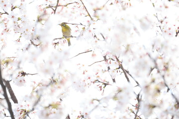 白色のサクラのソメイヨシノの花の蜜を吸うメジロ