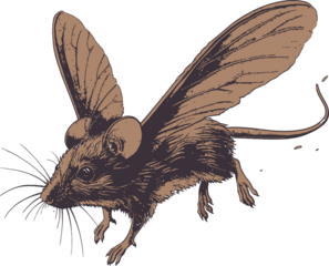 wild boar isolated on white