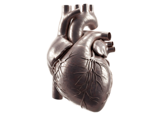 3D Render of Metallic Human Heart Anatomy – Isolated on Transparent Background