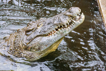 鶏を丸呑みするイリエワニ（クロコダイル科）。
英名学名：Salt-water crocodile (Crocodylus porosus, Crocodylidae) swallowing a chicken whole.
静岡県賀茂郡熱川-2025年

