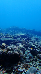 Beautiful underwater view at Mantanani Island, Sabah Malaysia