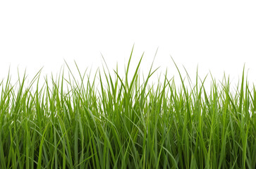 Green grass on transparent background, AI generated.