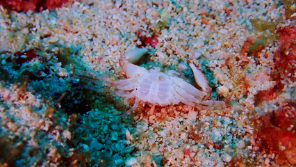 Beautiful underwater view at Mantanani Island, Sabah Malaysia