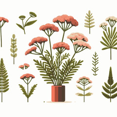 plant, yarrow, background, blossom, flower, nature, herb, medicine, garden, white, bloom, natural, leaf, green, floral, achillea millefolium, beautiful, achillea, herbal, petal, milfoil, blooming, flo