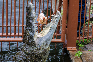 鶏を丸呑みするイリエワニ（クロコダイル科）。
英名学名：Salt-water crocodile (Crocodylus porosus, Crocodylidae) swallowing a chicken whole.
静岡県賀茂郡熱川-2025年
