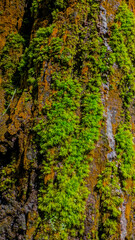 Moss Texture on Tree Bark Close Up Natural Green Plant Pattern Background