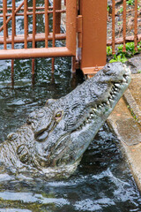 鶏を丸呑みするイリエワニ（クロコダイル科）。
英名学名：Salt-water crocodile (Crocodylus porosus, Crocodylidae) swallowing a chicken whole.
静岡県賀茂郡熱川-2025年
