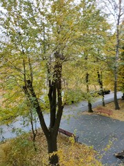 trees in autumn