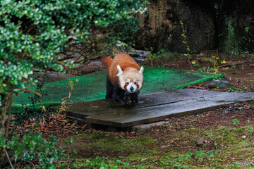 可愛いレッサーパンダ（パンダ科）。
英名学名：Lovely red panda (Ailurus fulgens, panda family).
静岡県賀茂郡熱川-2025年

