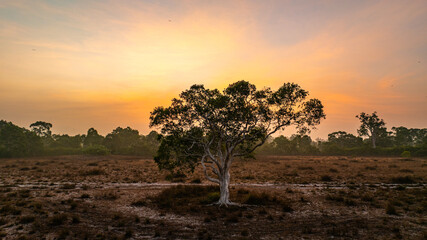 Fototapeta premium A breathtaking view of a savanna landscape at sunrise, with warm hues of orange and pink illuminating the sky. A solitary tree stands prominently amidst the wilderness at Koh Phra Thong, Phang Nga.