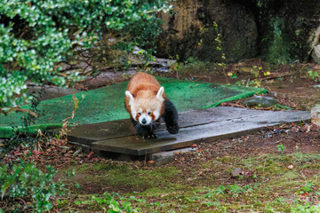 可愛いレッサーパンダ（パンダ科）。
英名学名：Lovely red panda (Ailurus...